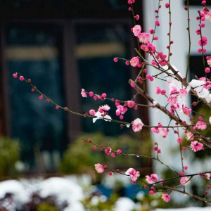 ��ꖾW(w��ng)APP�������] ��ѩ�s�Ӵ�ɫ��