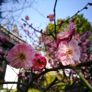 ������p÷��ѵ��c��ϼ�����