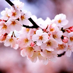 �ֵ���ů���_�������Ͻ�ꎱ����p������