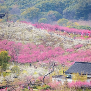 ��^�W�єzӰ��Ʒ���� ��ɽ ÷�������_