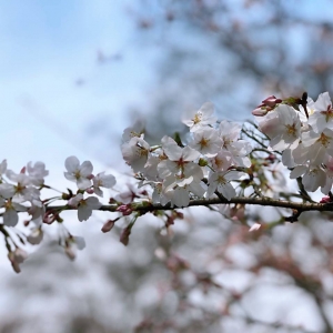 app���x�DƬ����25��:����(y��u)�� ���ԓ���