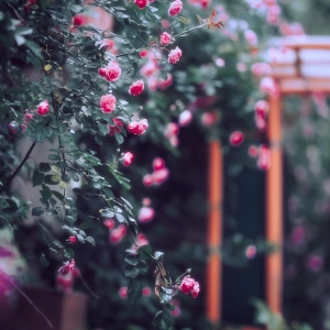 ��^(q��)�Y��z����Ʒ�p�����Nޱ����