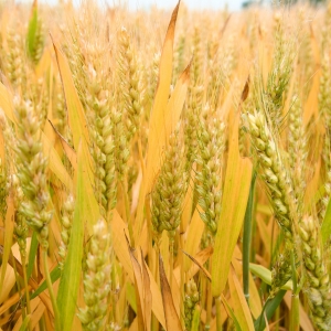 ���ڽ�ꎽӈ�(b��o)���(z��i)����130����ԭ����...