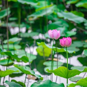 ��ꖾWAPP�������] ��ɽ���ĺ��p�`