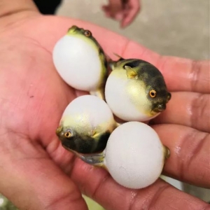 604.69�fβ������ˌ��~�絹���˝L�L�L������