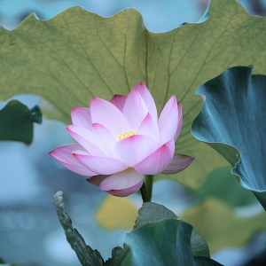 ��^(q��)�W(w��ng)�єzӰ��Ʒ�������]�����������Ⱦ