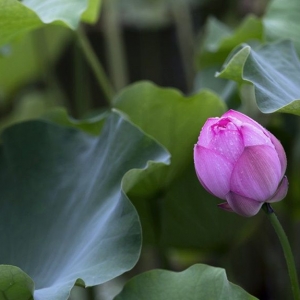 ��^(q��)�W(w��ng)����Ʒ�������]��������p��