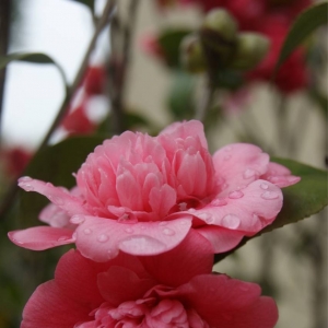 ��ꖾWAPP����zӰ��Ʒ���] ���С����