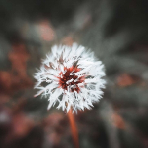 ��ꖾWAPP�������]��΢���������Ȼ����