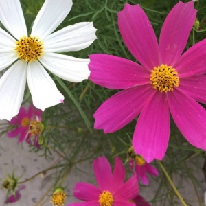 ��ꖾWAPP�������]��������ʢ�_