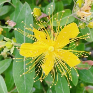 ��ꖾWAPP�������]���ͳ�С�S����