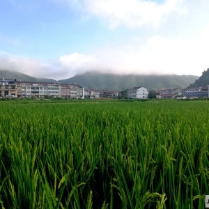 ��^(q��)�W�ѷ������]��������ɽ��ˮ