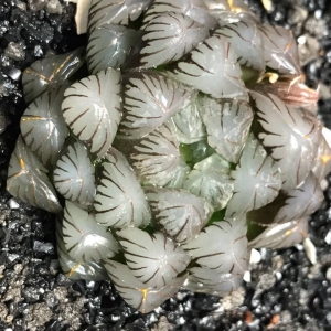 ��^�W�ѷ�����������Ȼ��Ԫ��M�M����¶