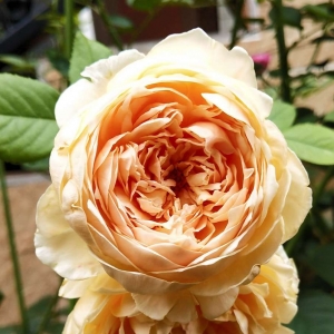 �W(w��ng)�ѷ������]ƪ�����B(y��ng)���¼� �����紺��