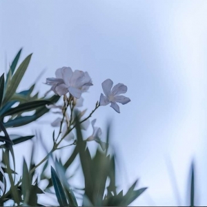 ��ꖾWAPP����Ȧ���ֵ���ߚ�ˬ�r