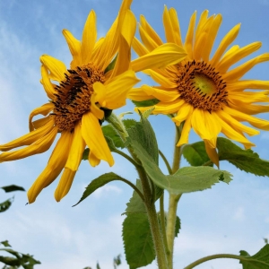 �������S����ꖻ�ľ �������в��L�L�w��