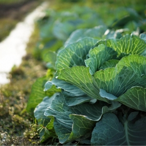 ��^(q��)�W(w��ng)�ѷ��������� �t������Ұ��