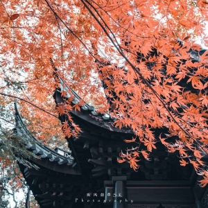 APP����Ȧ���]���d�����@ ������