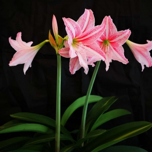 APP����Ȧ��������피t