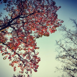 ��ꖾW(w��ng)APP���]����ؓ(f��)�r(sh��)�ⲻؓ(f��)��