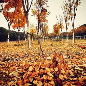 ��ꖾWAPP�������] ��������������