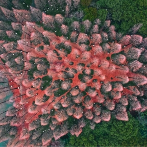 �zӰ��K�W�Ѻ��� �Sɽ�����@�ķ�ɫ�ɘ���