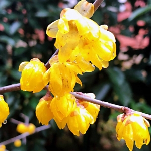 APP�p������÷�����Կຮ��