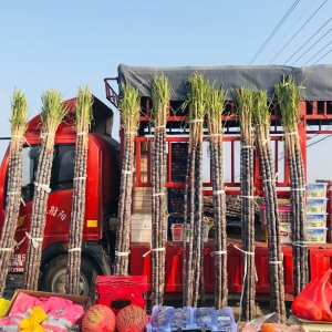 APP�W�ѕ�D���s�� ��ζ�M�M