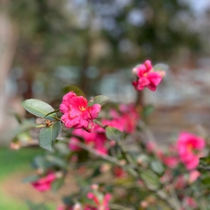 APP�W�ѷ���Ȧ�zӰ���] ����Ě�Ϣ