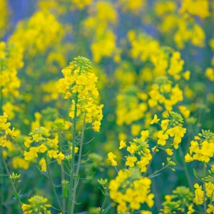 ��^(q��)�W(w��ng)�Ѵ��ՔzӰ�� ʢ�_(k��i)�Ѿõ��Ͳ˻�