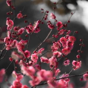 APP���x�DƬ���������ϟo���� ��ٛһ֦��