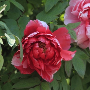 �W(w��ng)�ѷ���Ȧ�S�Ļ��� ĵ���@�����ҷ�