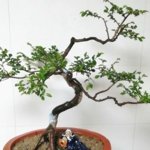 �񻨲�ƪ���Լ����о��Ĵ������辰