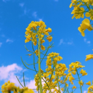 APP���x�DƬ���ֈ�(zh��)�����\�� ����Ԋ���\��