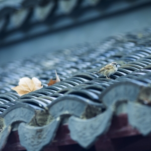 �W(w��ng)�����]���f�f��ꎵĚvʷ�ظ�