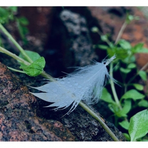 APP����Ȧ�W(w��ng)���S�ģ�ɽɫ����������