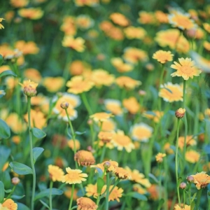 APP����Ȧ���]����ĩ�ĳ� �l(xi��ng)�gҰȤ