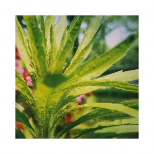 ��ɽ���Ļ��_�� �W(w��ng)�ѳ�����ӛ�zӰ��