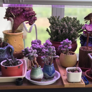 �W(w��ng)�ѷ����������B(y��ng)�o(h��)��3��Ķ���