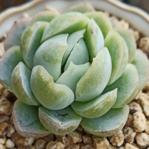 �W�ѷ����ԼҶ��⣺�����L�������