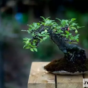 ���B�~�x��K��Ʒ�����P(gu��n)��СƷ�辰