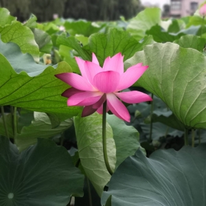 APP�W(w��ng)�ѷ���Ȧ�S�� �ɻ��u�_��δЪ