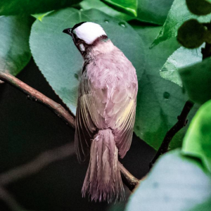 �W���Sɽ����Ȼ��ɫ�S�� ���^����