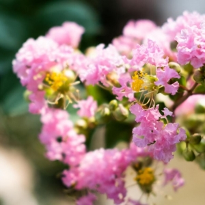 ����СƷ�S�ģ���M����Ě�Ϣ