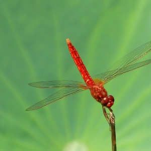 �W(w��ng)�ѷ���Ȥζ���D�����ё��