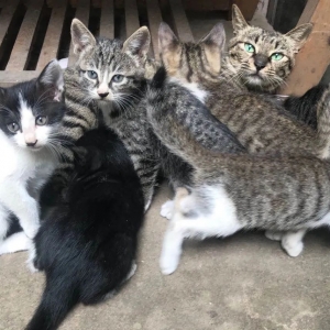 ����ꖾW�����I�B��20ֻ�Ȍ�����������