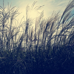 �W(w��ng)���S���Ĕz ��ꎽ���������