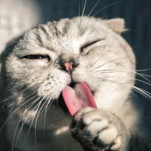 ���о�Ҫ��؈�ӵ���؈�����е����뺦�ޣ�