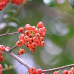 �zӰ��W����Ʒ���]�������S��