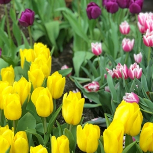 APP�W�����D���� �����ڻ���������